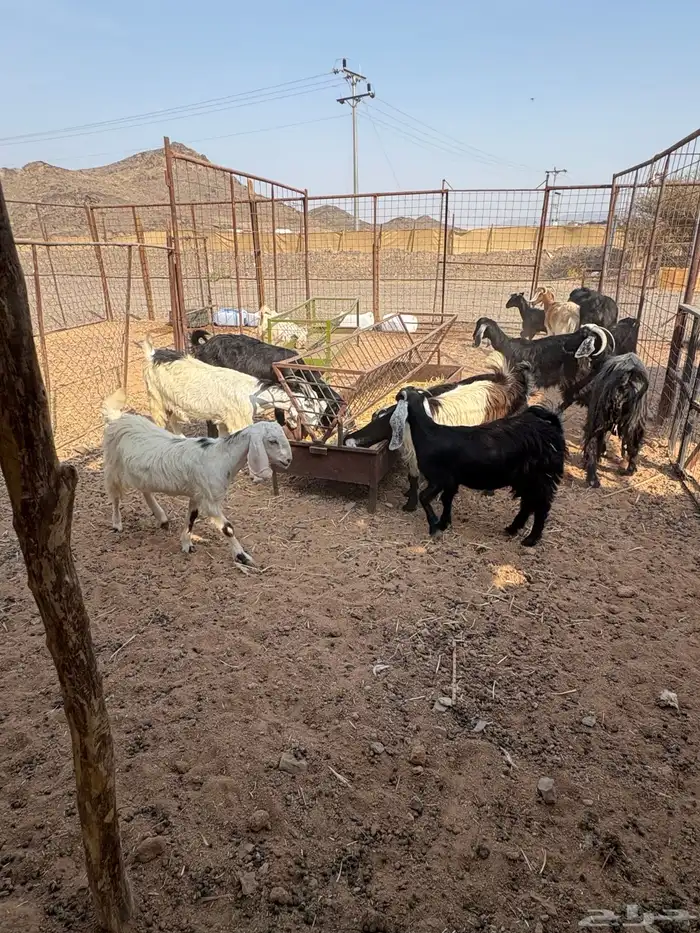 معزا 0