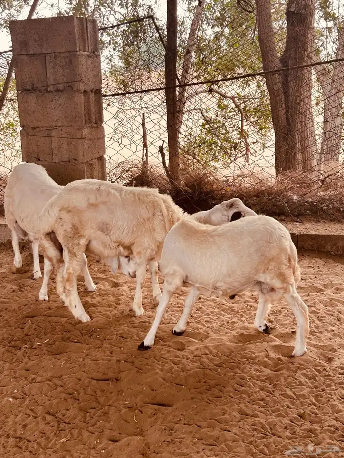 طليان 0