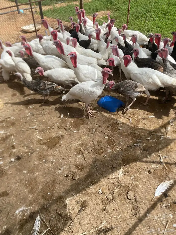 رومي فرنسي 1