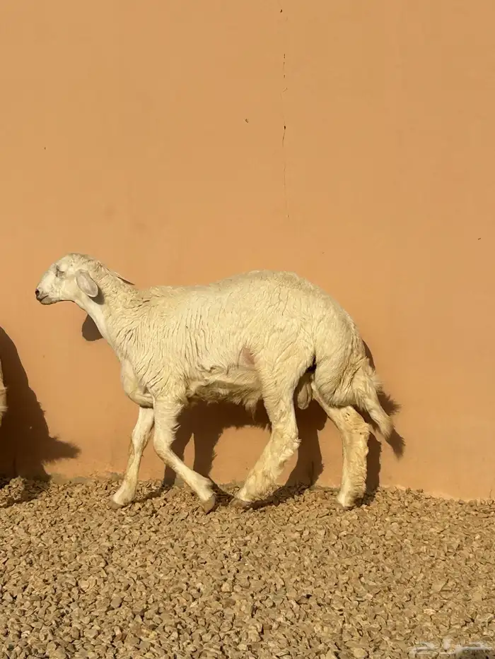 ذبايح حريات طليان 2