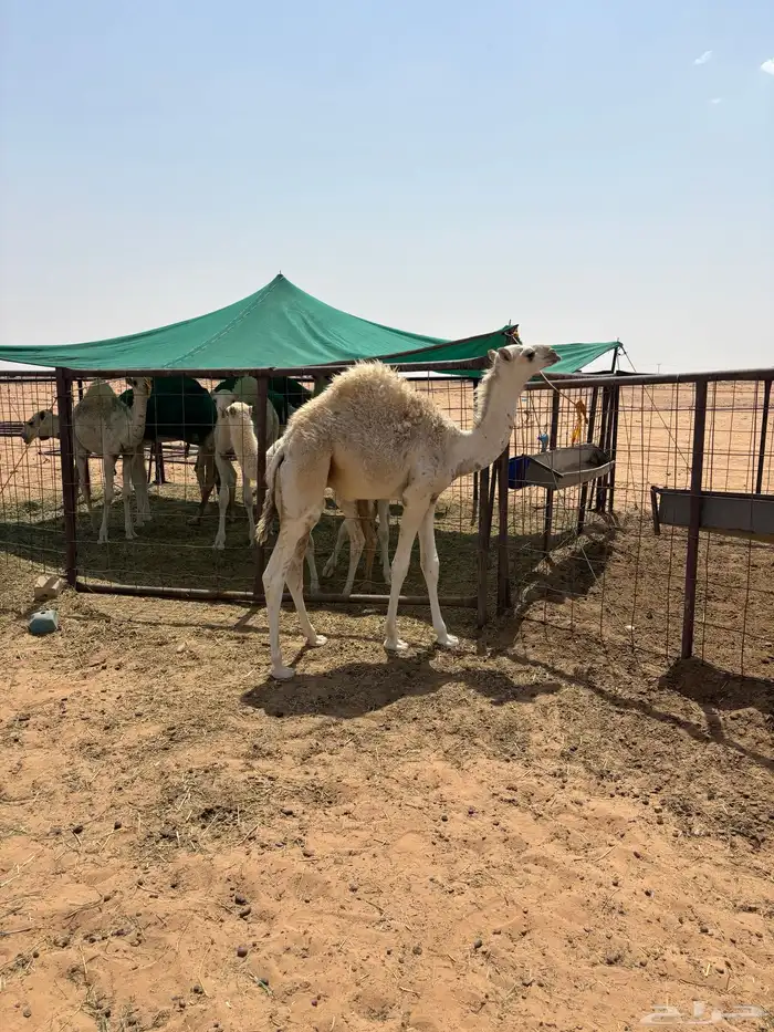 للبيع حوار عمر 6 شهور 0