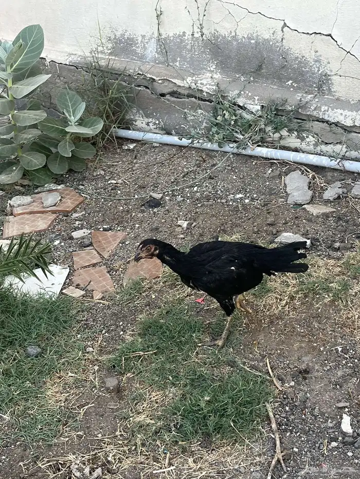دجاج للبيع 1