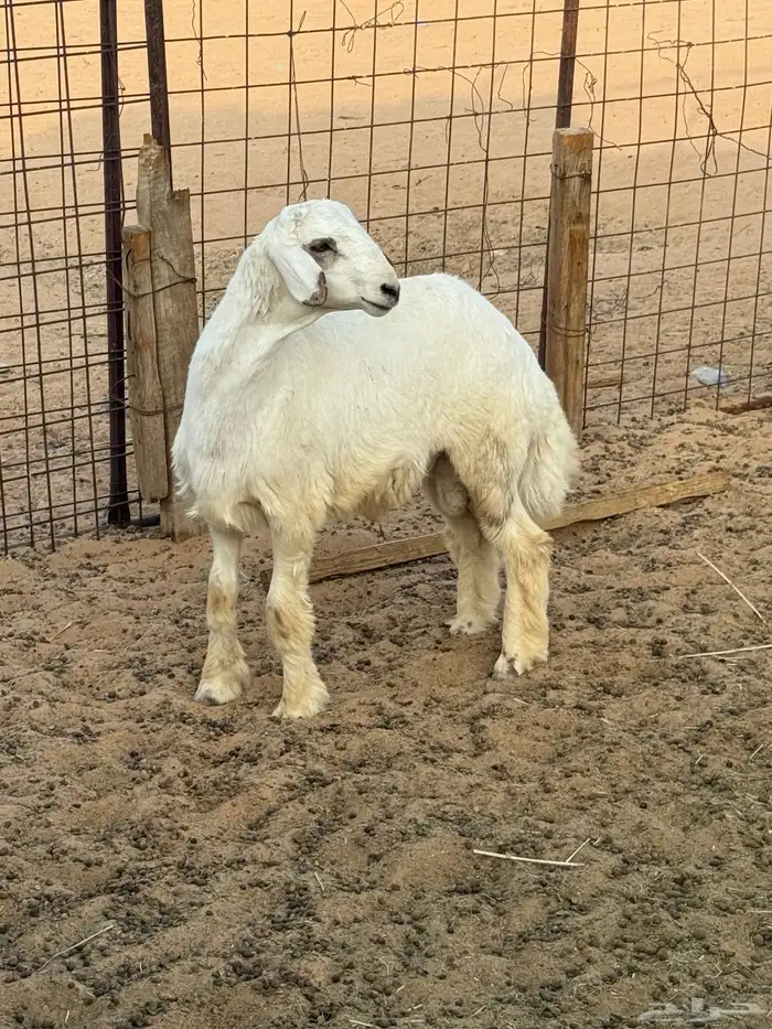 هرفي لباني زبدة 2