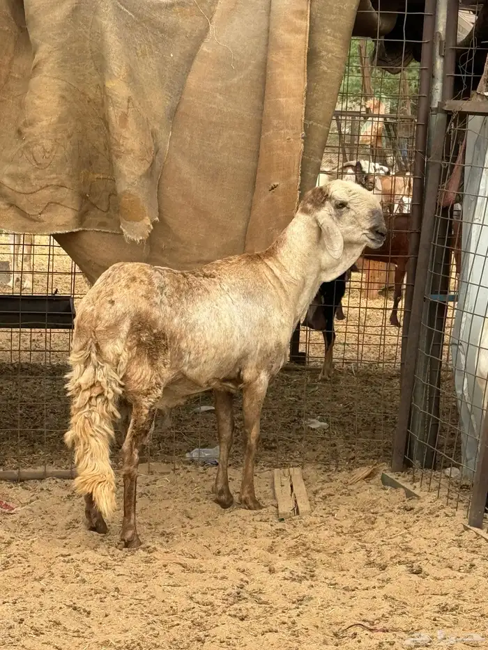 فحل سواكن درماني 1
