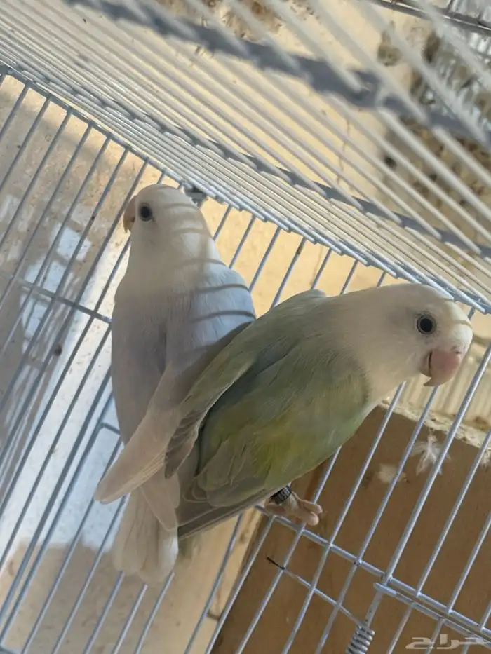 للبيع جوزين روز 3