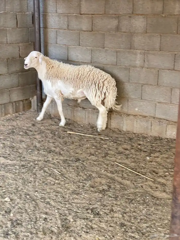 طلي فحل حري حرش 0