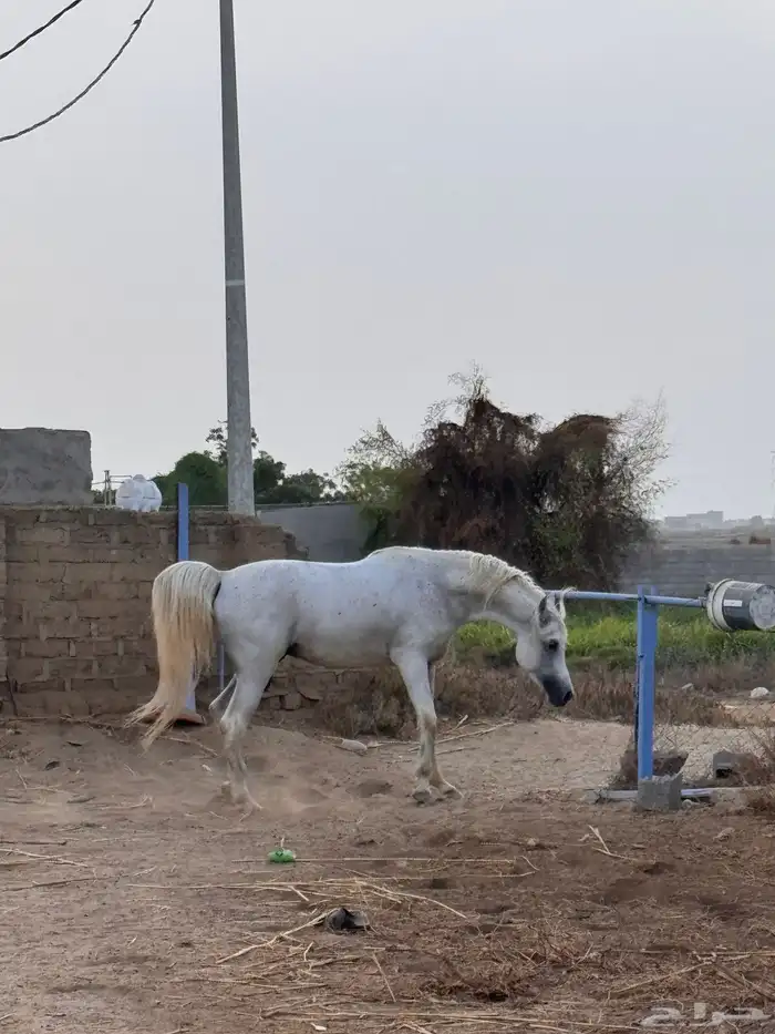 خيل واهو للبيع 2