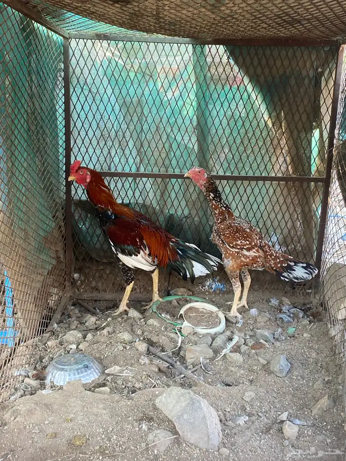 دجاج باكستاني 0