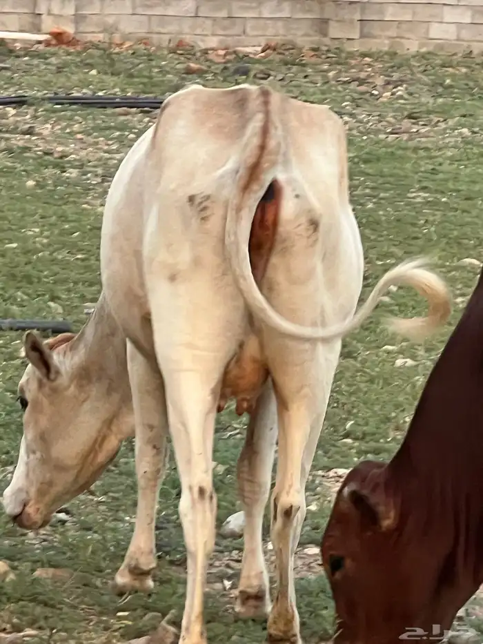 بقره ثنيه دافع للبيع 0