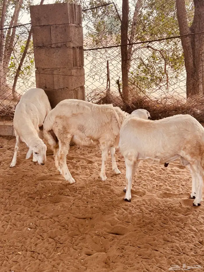 طليان 1