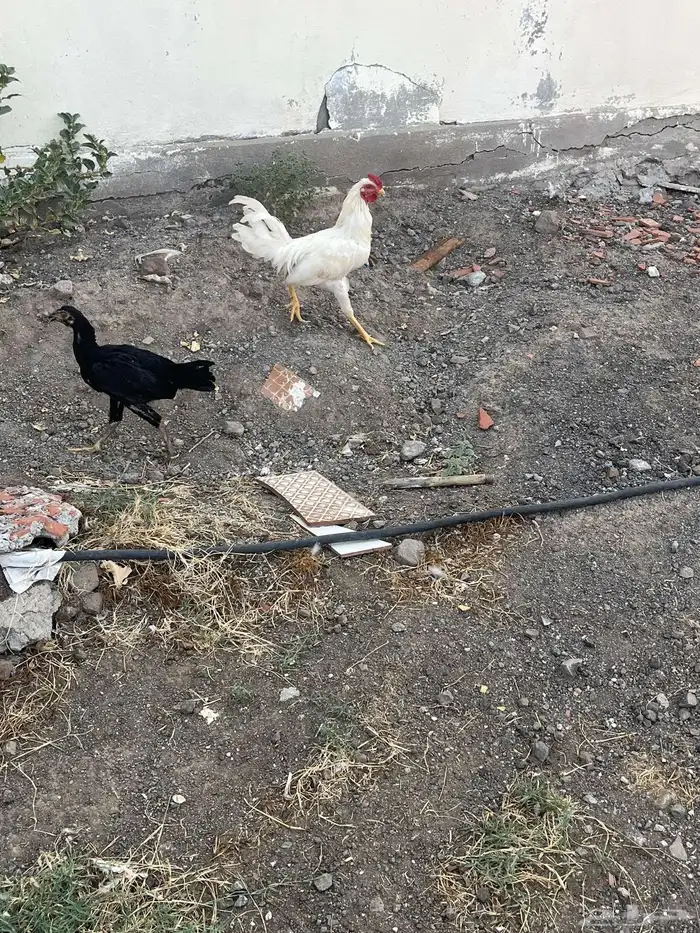 دجاج للبيع 2