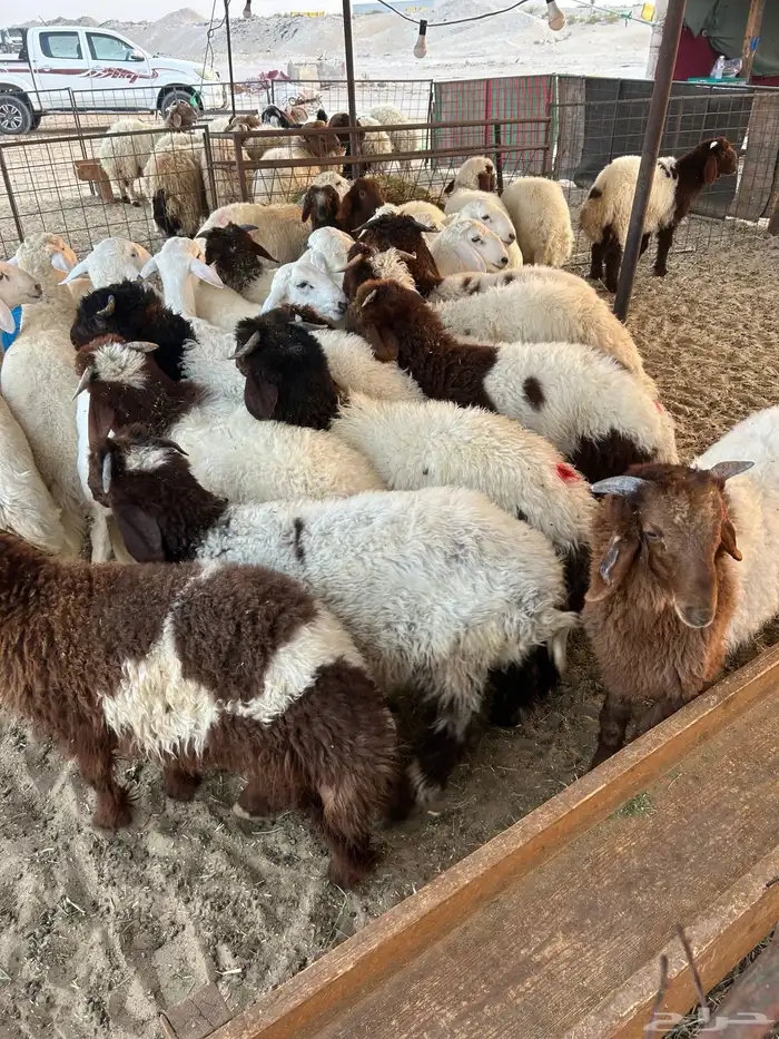 نعيم جبر ووسط وهرافي وحريات وتيوس 1