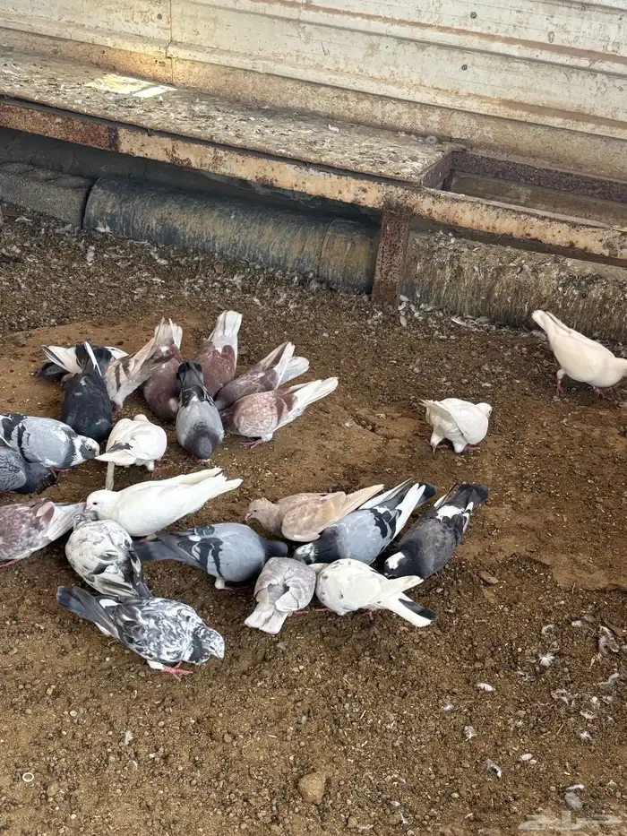 حمام منوع تغريبآ 26 طير 0