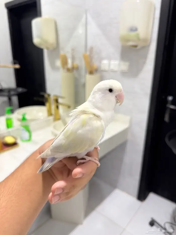 روز اليف وهدد للبيع 2