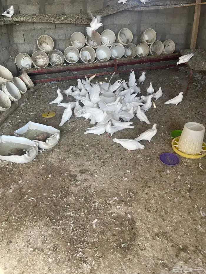 حمام فرنسي للبيع العدد ممكن 40 جوز او 50 جوز 0