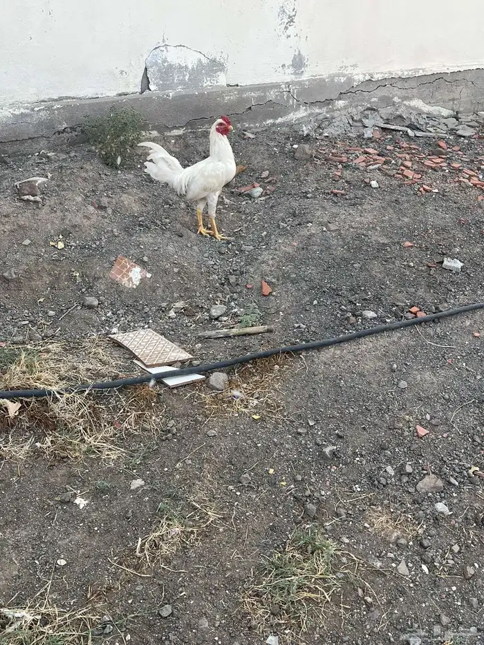 دجاج للبيع 3