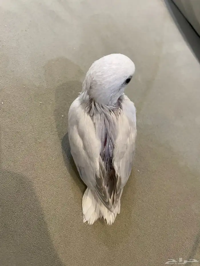 فرخ روز (تم البيع ) 2