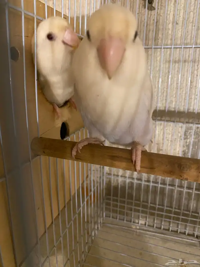 زوج روز منتج للبيع تم تم البيع 1