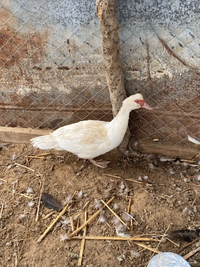 بط بلدي 1