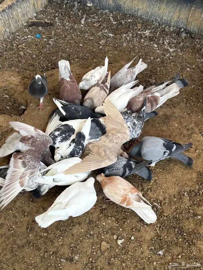 حمام منوع تغريبآ 26 طير 4