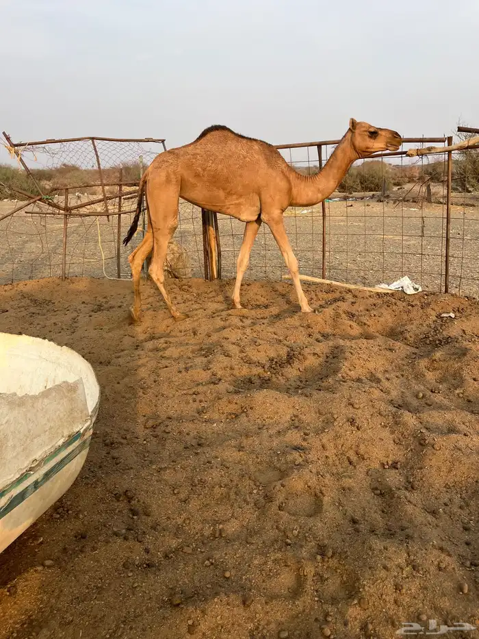 للبيع بكره لقيه 2