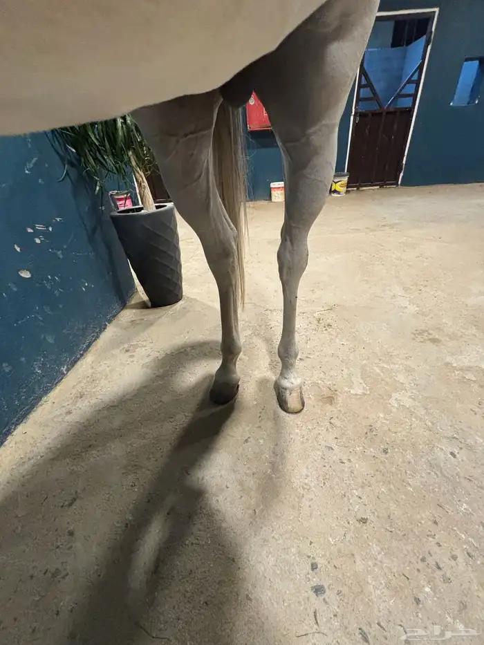 الخيل شعبي شيخخ 3