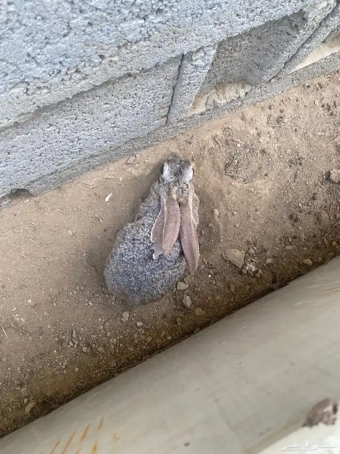 ارنب ذكر محمي الموقع الدرب 0