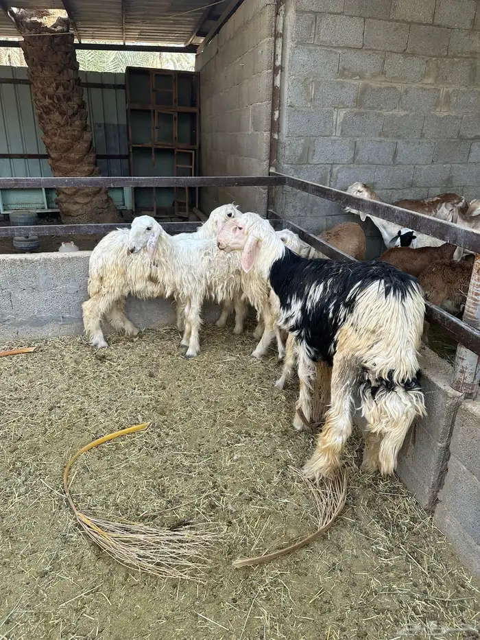 رخال عيسيه وفحل ابرق 2