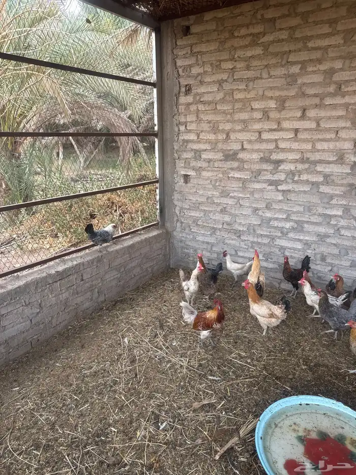 دجاج بلدي وفيومي 1