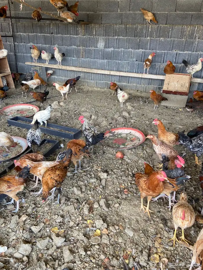 دجاج بلدي للبيع 7
