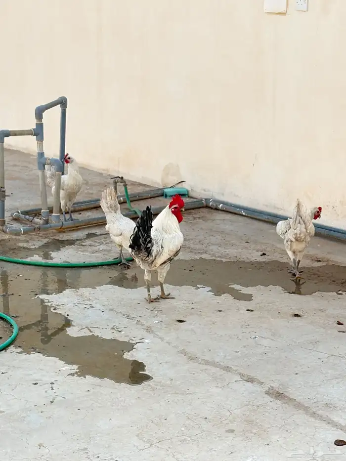 سلام عليكم طقم دجاج فيومي ألمنيوم فاخر من الاخر 2