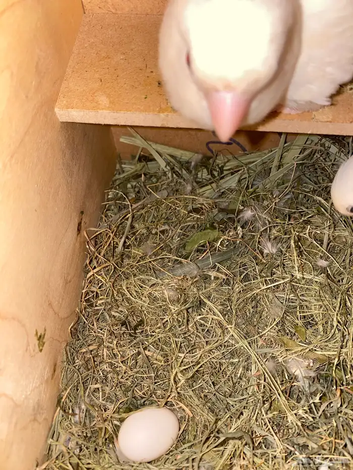 زوج روز منتج للبيع تم تم البيع 3