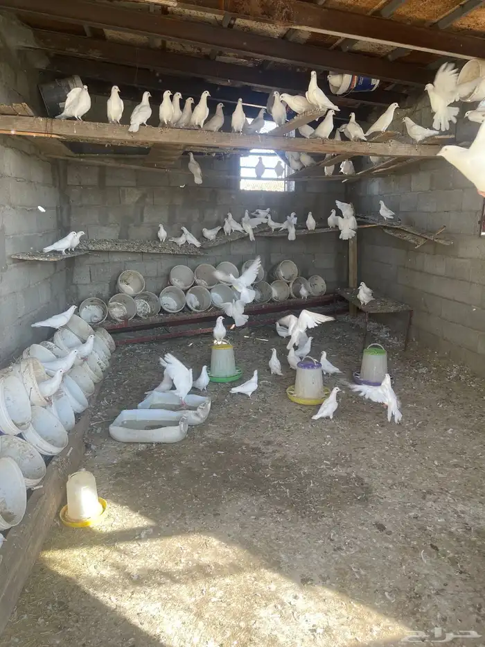 حمام فرنسي للبيع العدد ممكن 40 جوز او 50 جوز 3