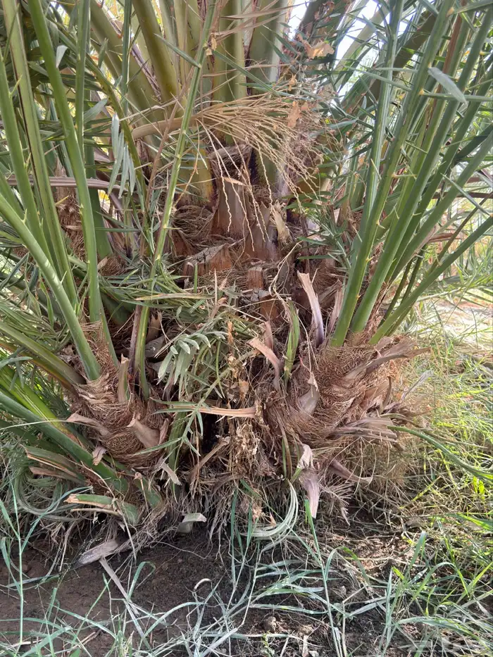 صنية نخل برني 0