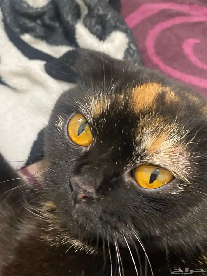 قطط 2