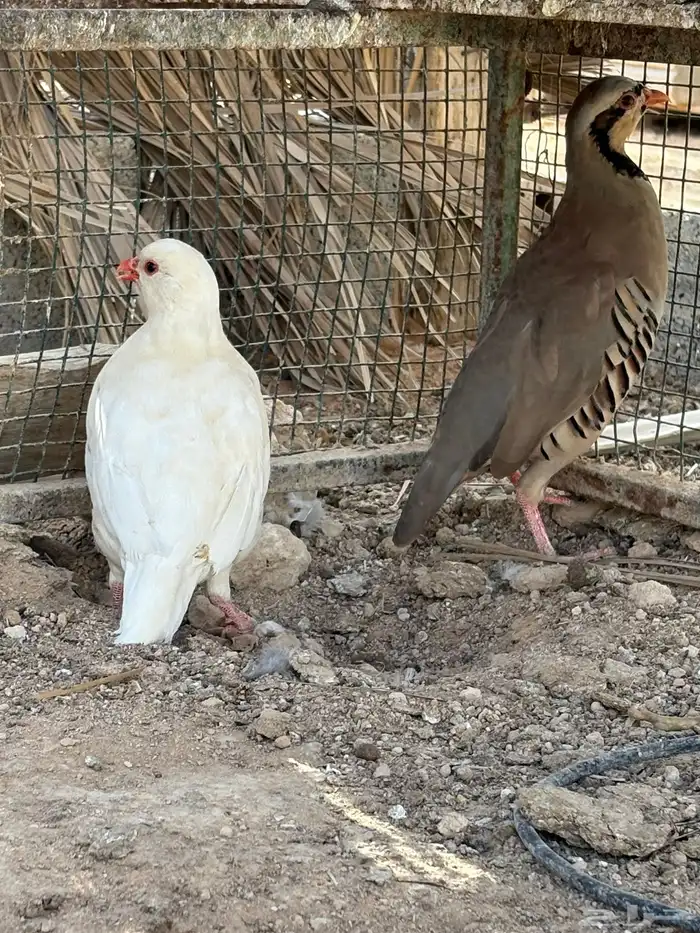 حجل بري 3