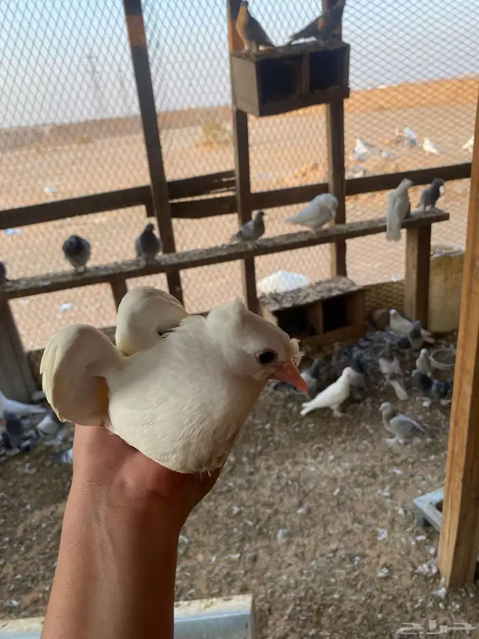السلام عليكم. يوجد لي طبات اخوان بيض عمره شهر وصحه ممتازه 2