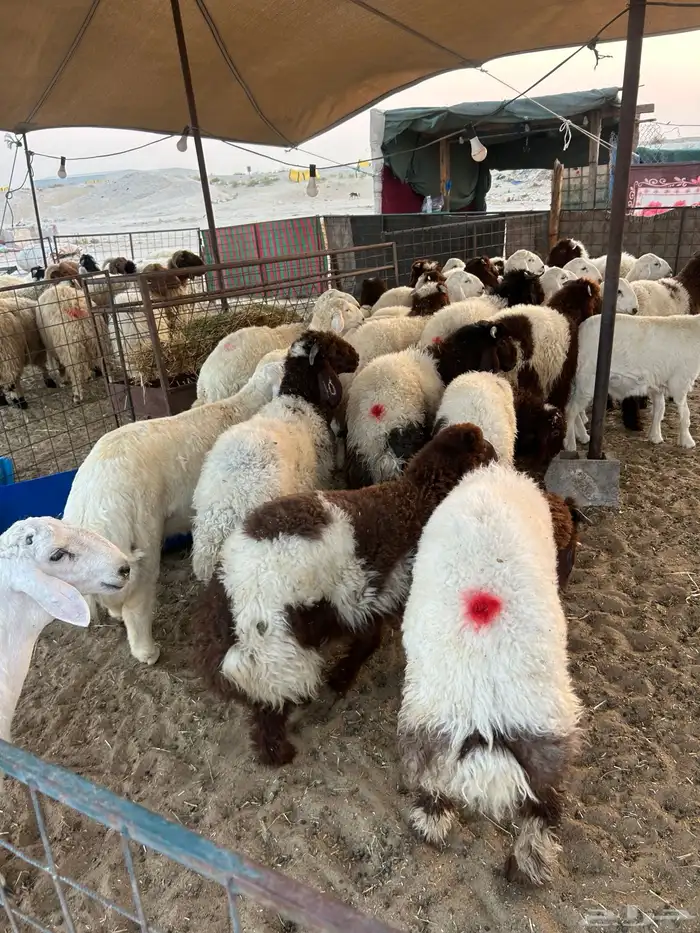 نعيم جبر ووسط وهرافي وحريات وتيوس 2