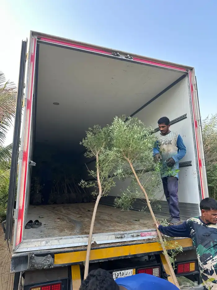 مشتل زراعي لبيع الاشجار والشتلات بالجملة 9