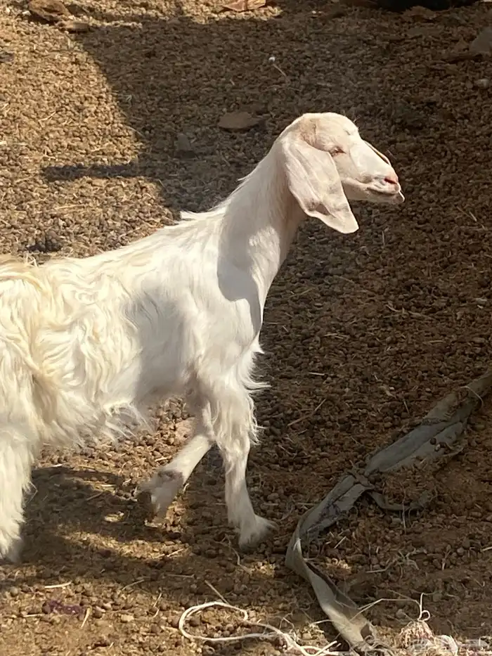 عناق صغيره صحتها شرط 0