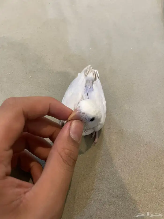 فرخ روز (تم البيع ) 3