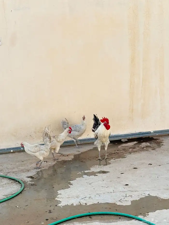 سلام عليكم طقم دجاج فيومي ألمنيوم فاخر من الاخر 1