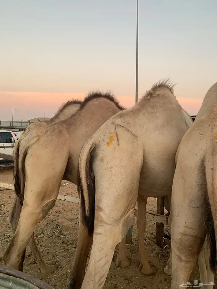 قعدان مرابي 5 شهور 3