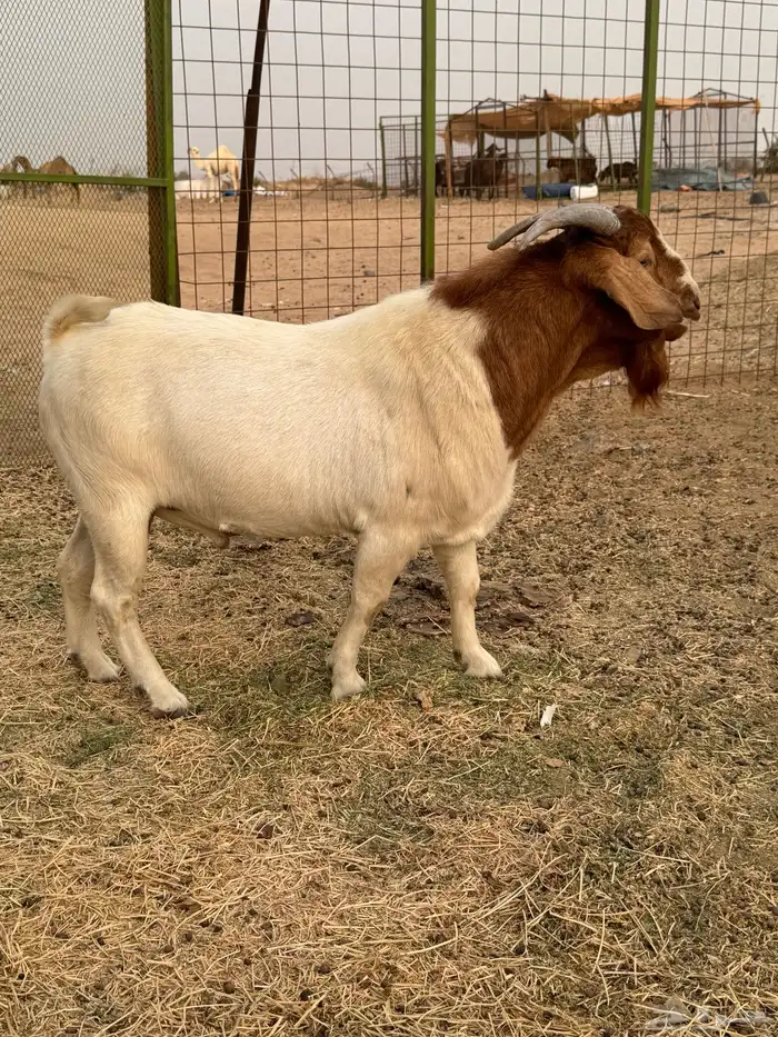 بورقوت دم صافي العمر ثني مشروط صحه وسلامه 0