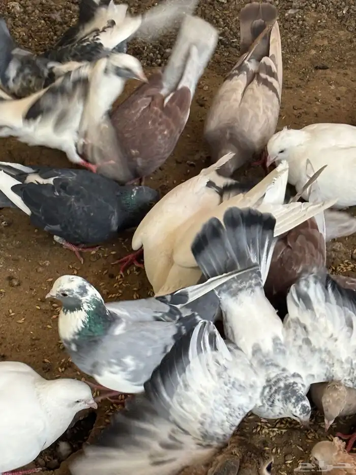 حمام منوع تغريبآ 26 طير 6