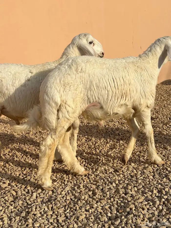 ذبايح حريات طليان 1