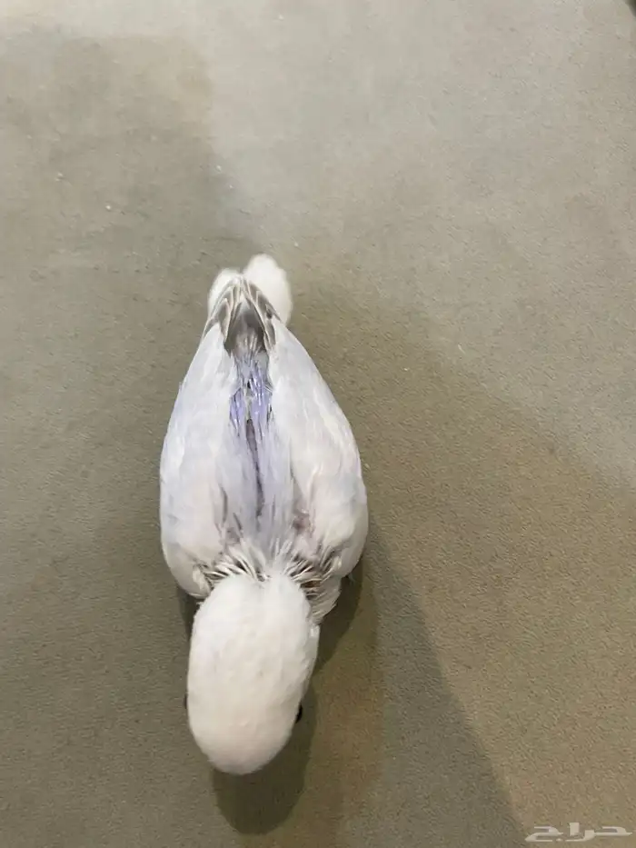 فرخ روز (تم البيع ) 0