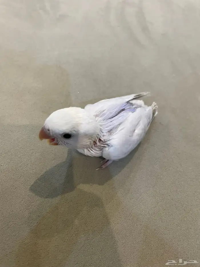 فرخ روز (تم البيع ) 4