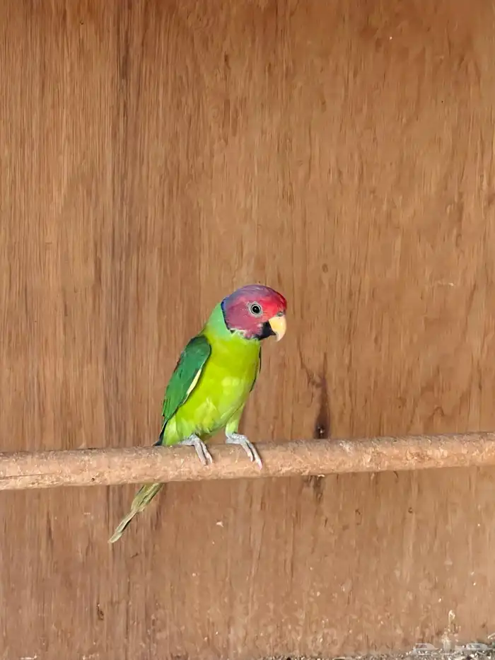 ببغاء بالم هد 3