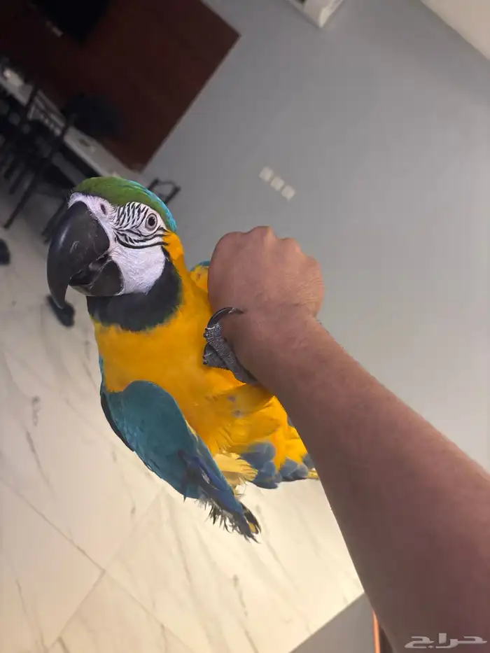 مكاو بلو اند قولد قمه في الوالافه ومتكلم في الوجه مليان كلا 0